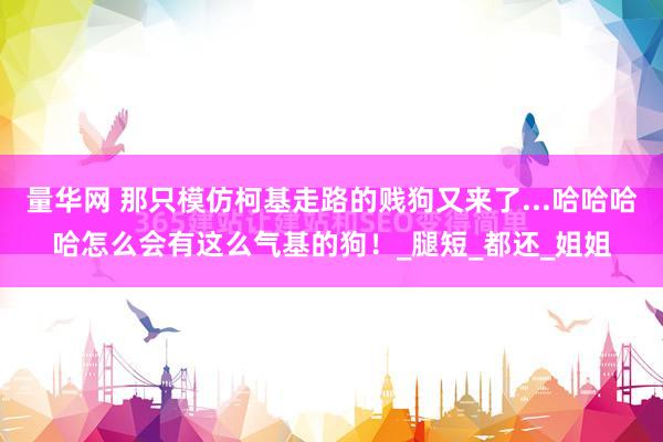 量华网 那只模仿柯基走路的贱狗又来了...哈哈哈哈怎么会有这么气基的狗！_腿短_都还_姐姐