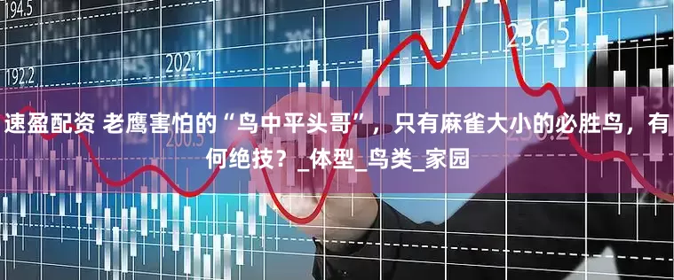 速盈配资 老鹰害怕的“鸟中平头哥”，只有麻雀大小的必胜鸟，有何绝技？_体型_鸟类_家园