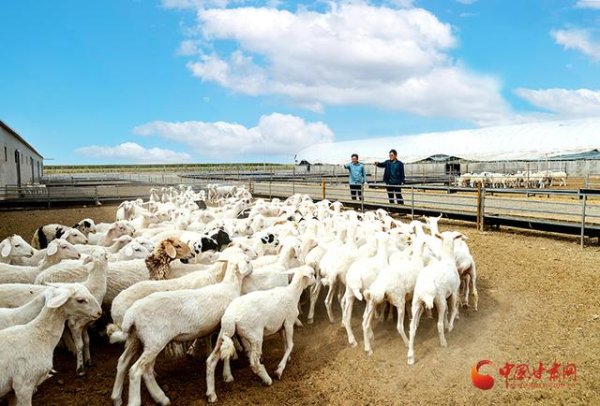 盈鑫惠 甘肃民勤：全链牧歌新 “羊”帆再起航
